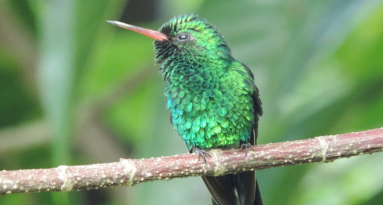 Birdwatching Cozumel Island Mexico Contoyexcursions